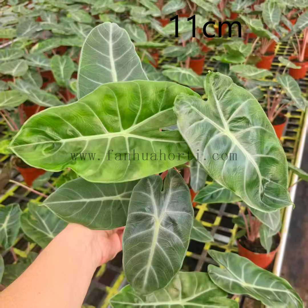  Pink Dragon Alocasia