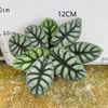 SILVER DRAGON Alocasia 