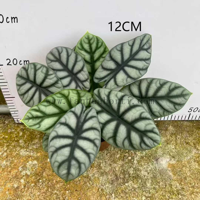 SILVER DRAGON Alocasia 