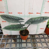 Scalprum Alocasia