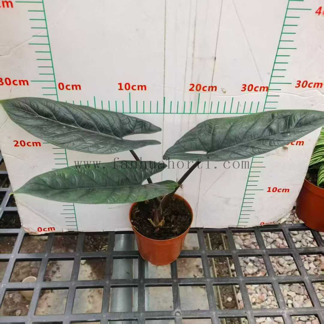 Scalprum Alocasia