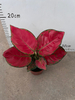 Red Valentine Aglaonema