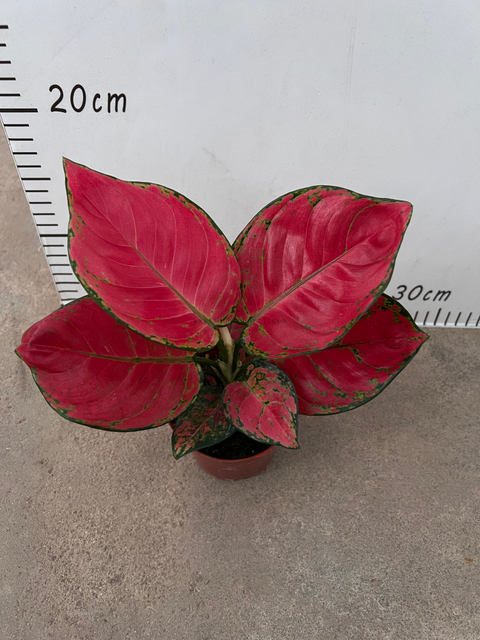 Red Valentine Aglaonema