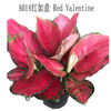 Red Valentine Aglaonema