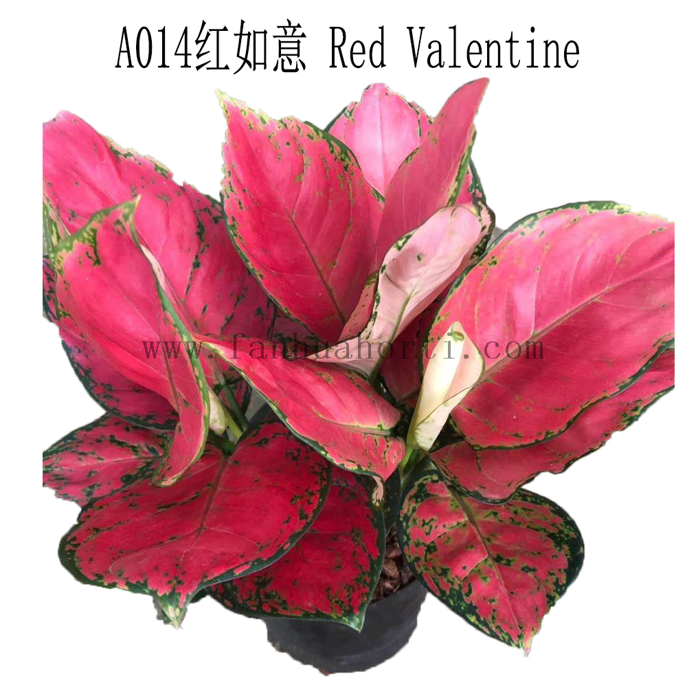 Red Valentine Aglaonema