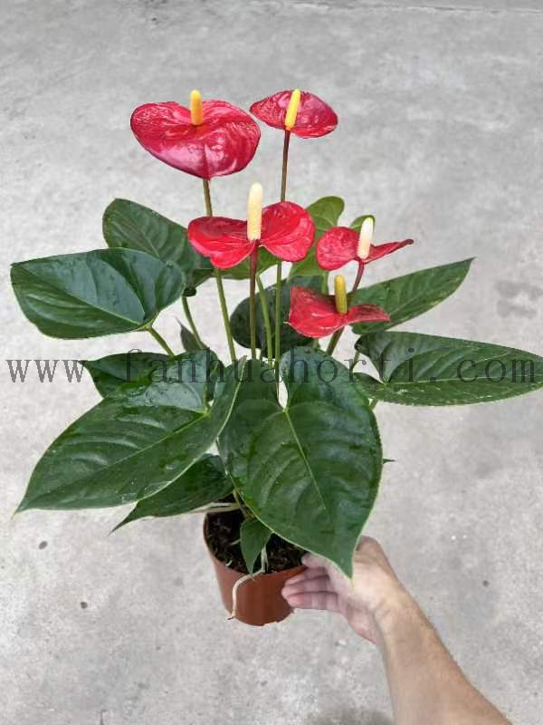 Anthurium Andraeanum Terenza 140#