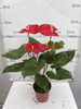 Anthurium Andraeanum Madura 140#