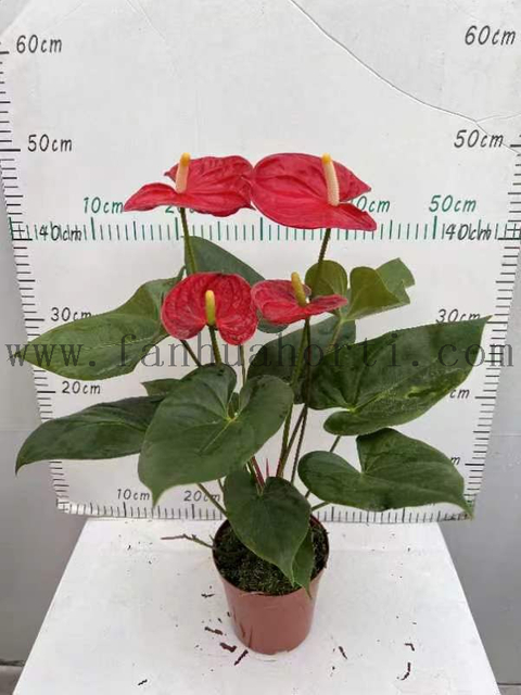 Anthurium Andraeanum Madura 140#