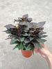 Cordyline Fruticosa 140#