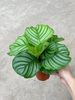 Green Apple Calathea 120#