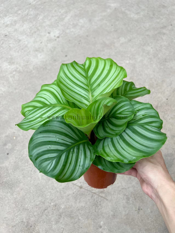 Green Apple Calathea 120#