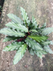 Calathea Rufibarba Fenzl 110#