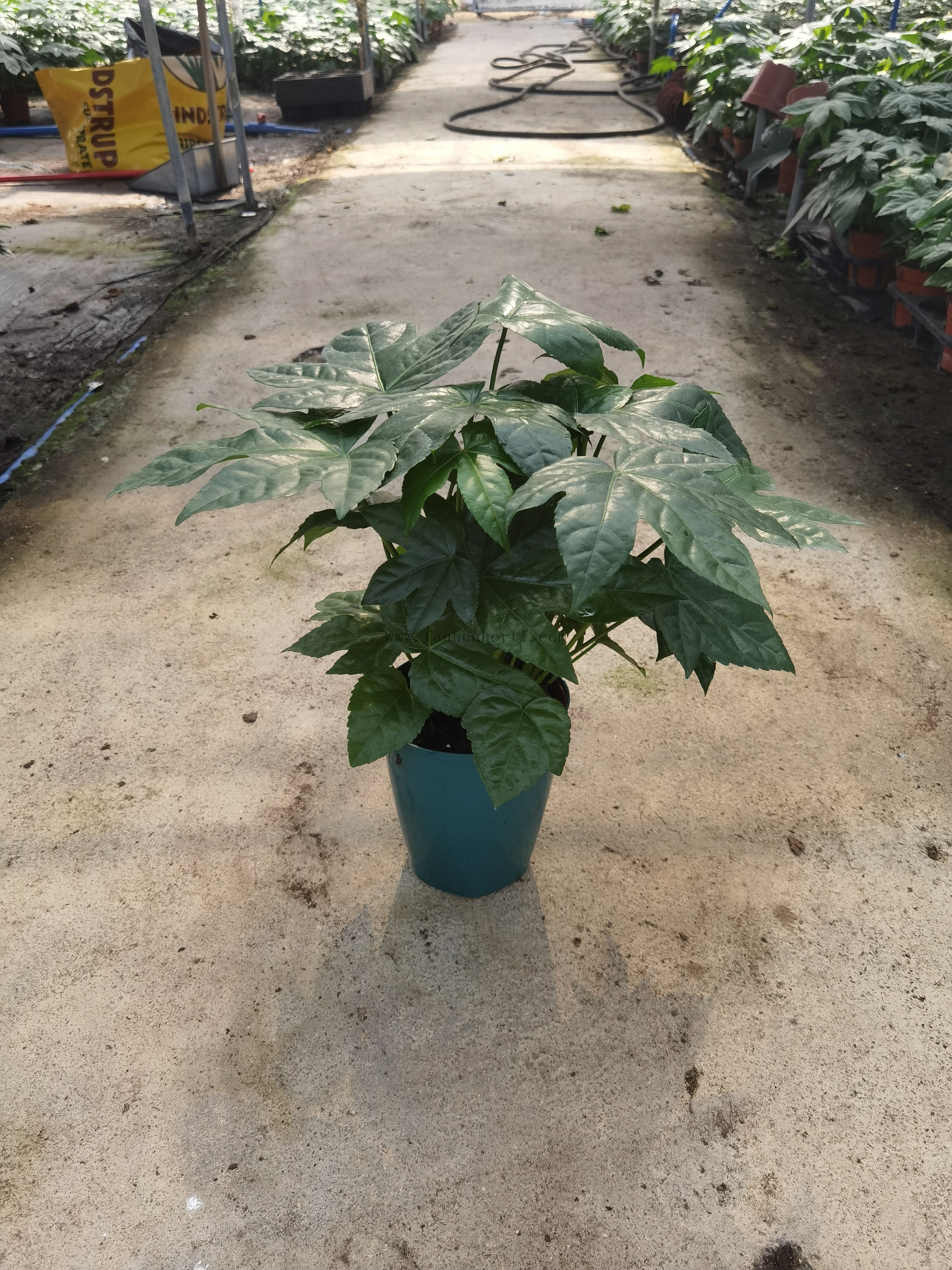 Fatsia Japonica Metal Tub 140#