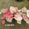 Caladium Biocolor Wholesale Nursery Indoor Potted Green Plants Ornamental Bonsai Beautiful Indoor Plant