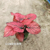 Caladium Biocolor Wholesale Nursery Indoor Potted Green Plants Ornamental Bonsai Beautiful Indoor Plant