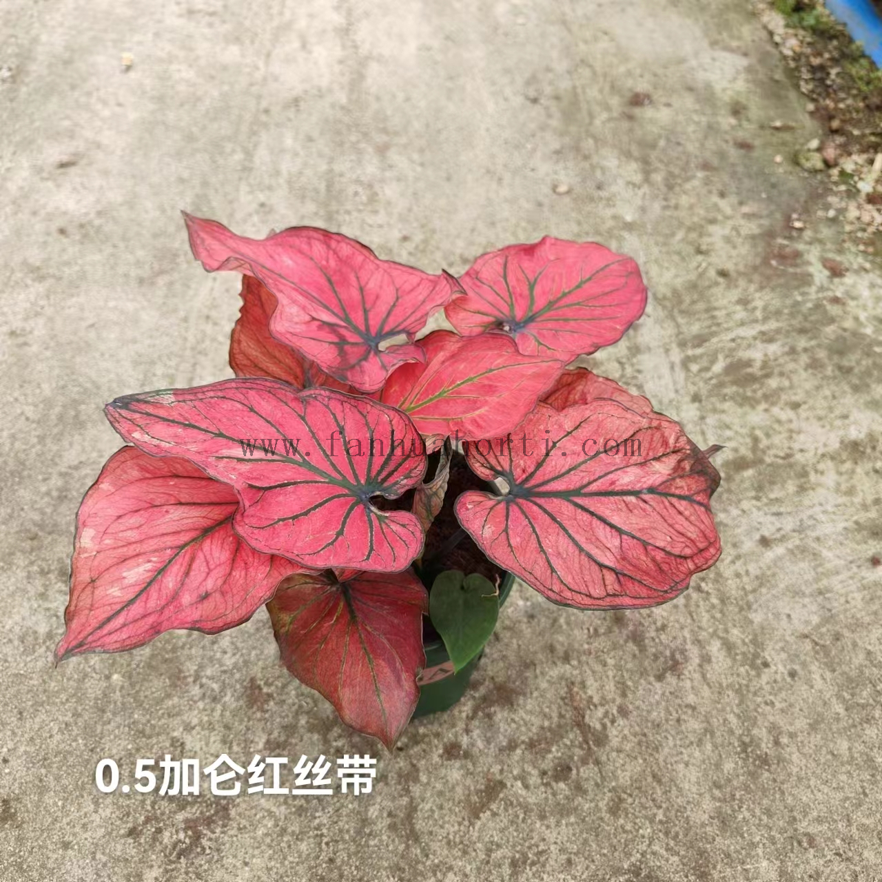 Caladium Biocolor Wholesale Nursery Indoor Potted Green Plants Ornamental Bonsai Beautiful Indoor Plant