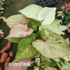 Caladium Biocolor Wholesale Nursery Indoor Potted Green Plants Ornamental Bonsai Beautiful Indoor Plant