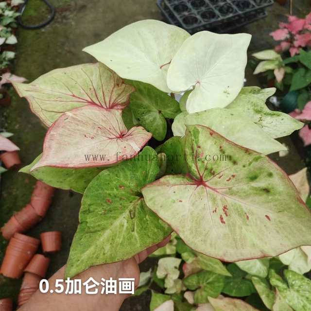 Caladium Biocolor Wholesale Nursery Indoor Potted Green Plants Ornamental Bonsai Beautiful Indoor Plant