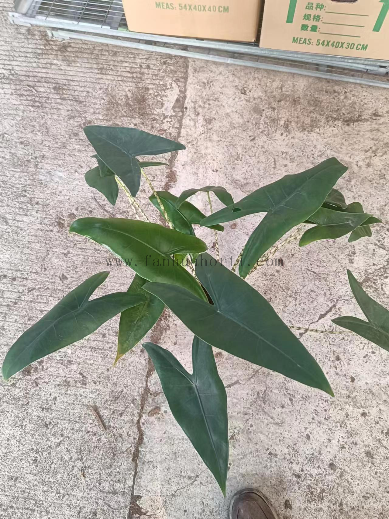 Alocasia Zabrina Triple Plant 140#