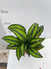 Glamour Star Calathea 120#