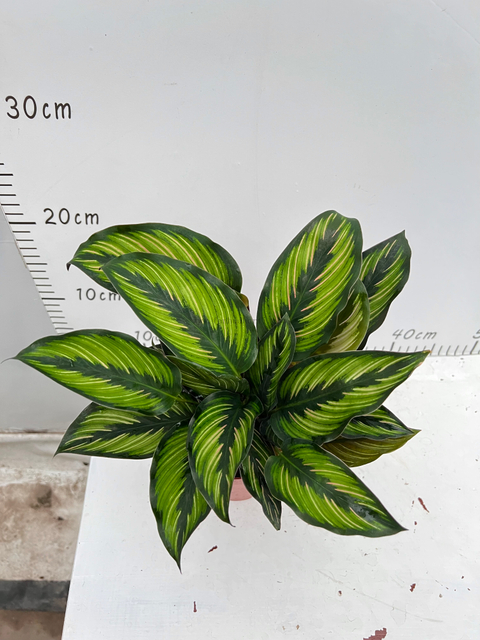 Glamour Star Calathea 120#