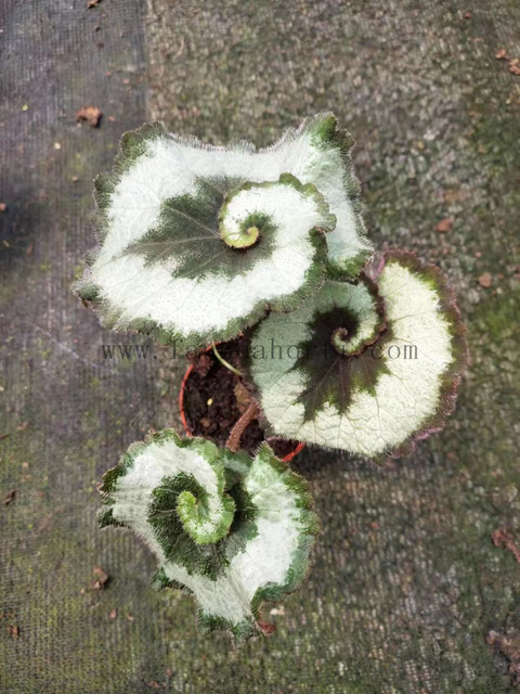 Begonia Escargot 90#