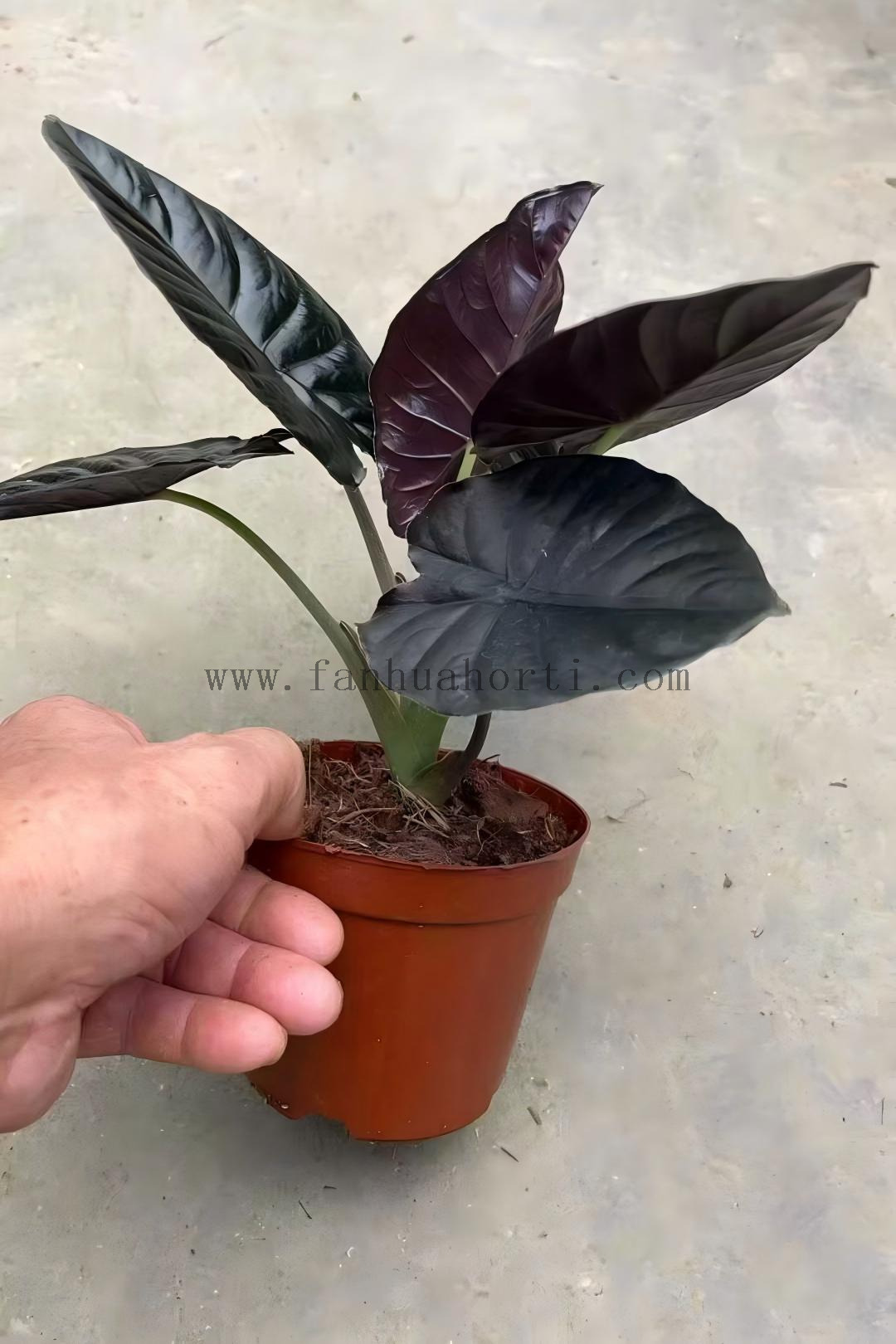 Infernalis Alocasia 