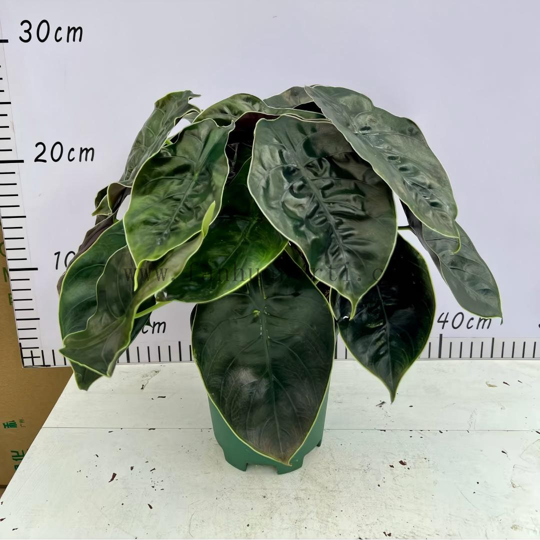 Azlanii Alocasia 