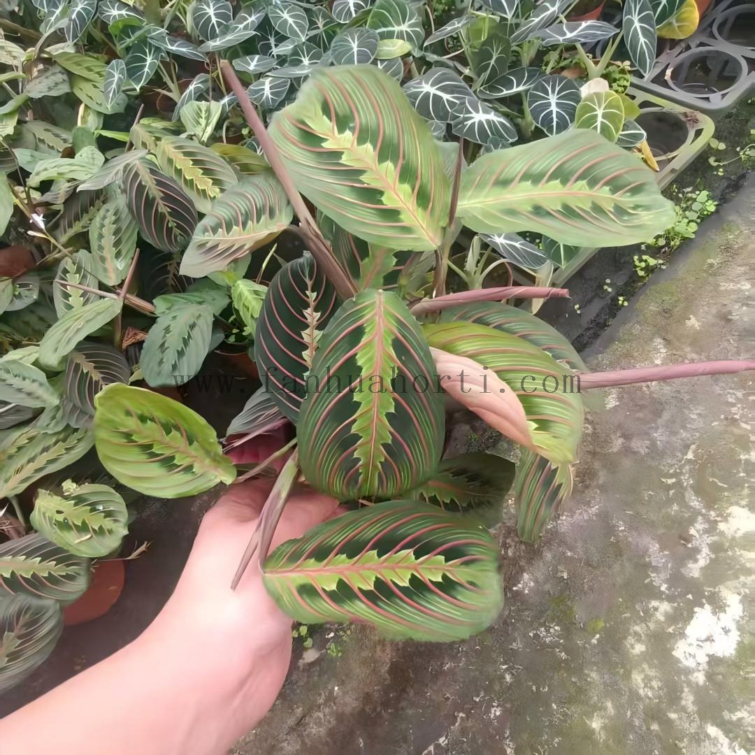 Erythroneura Maranta