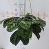 Cat MUSTACHE Maranta