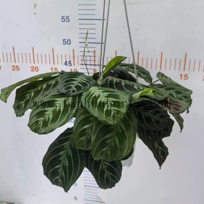 Cat MUSTACHE Maranta