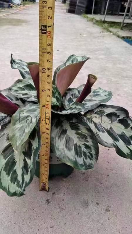 Helen Kennedy calathea