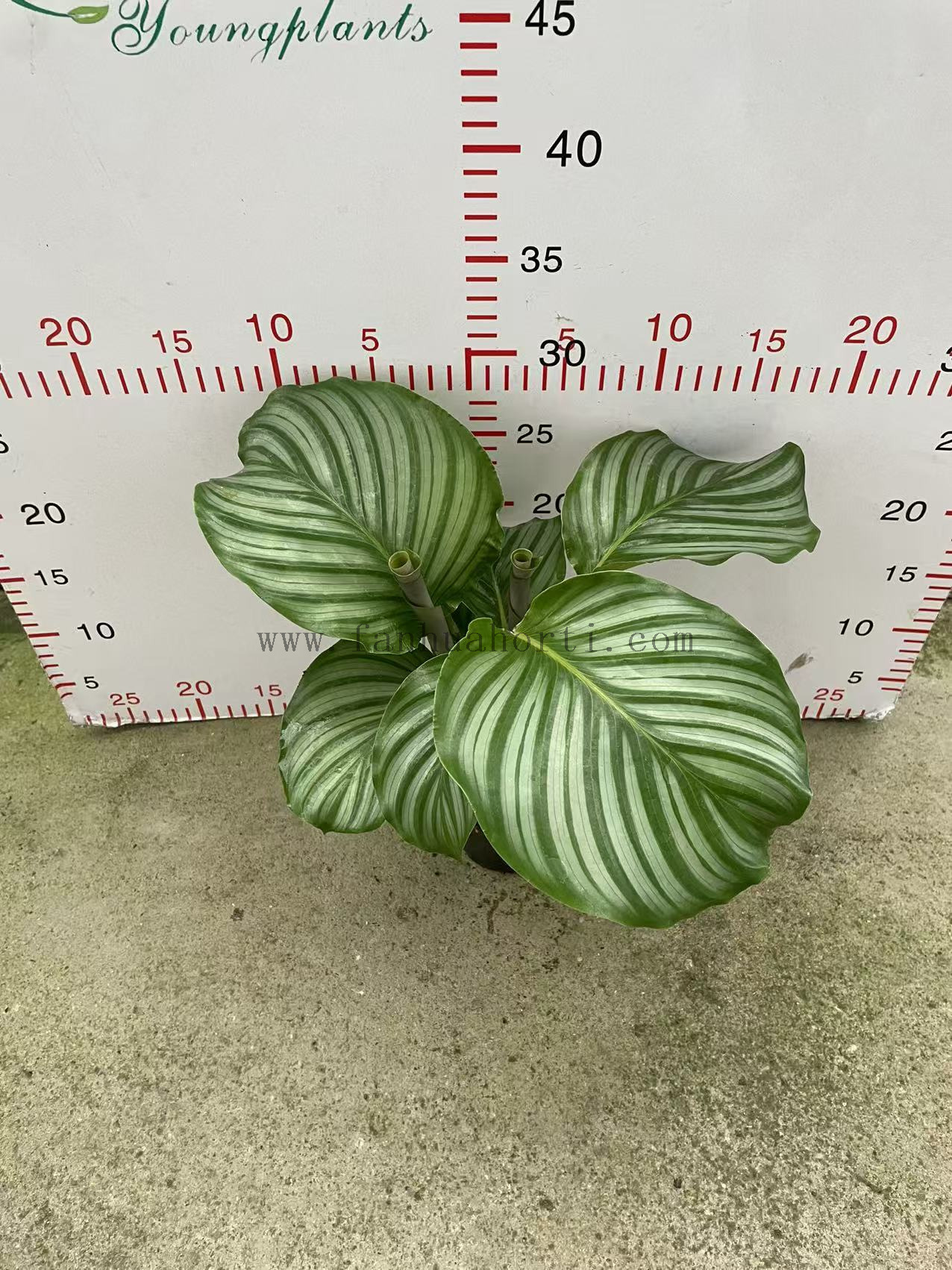 Orbifolia calathea