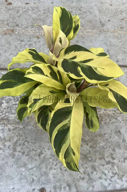 Thai Beauty Calathea