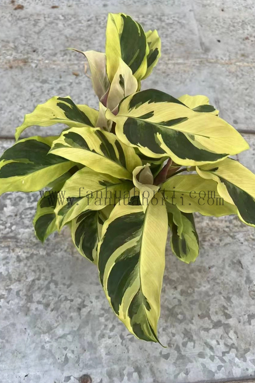 Thai Beauty Calathea