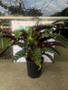 Velvet Glory Calathea