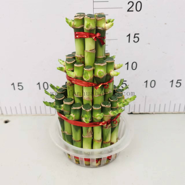 large 3 layers lucky bamboo 