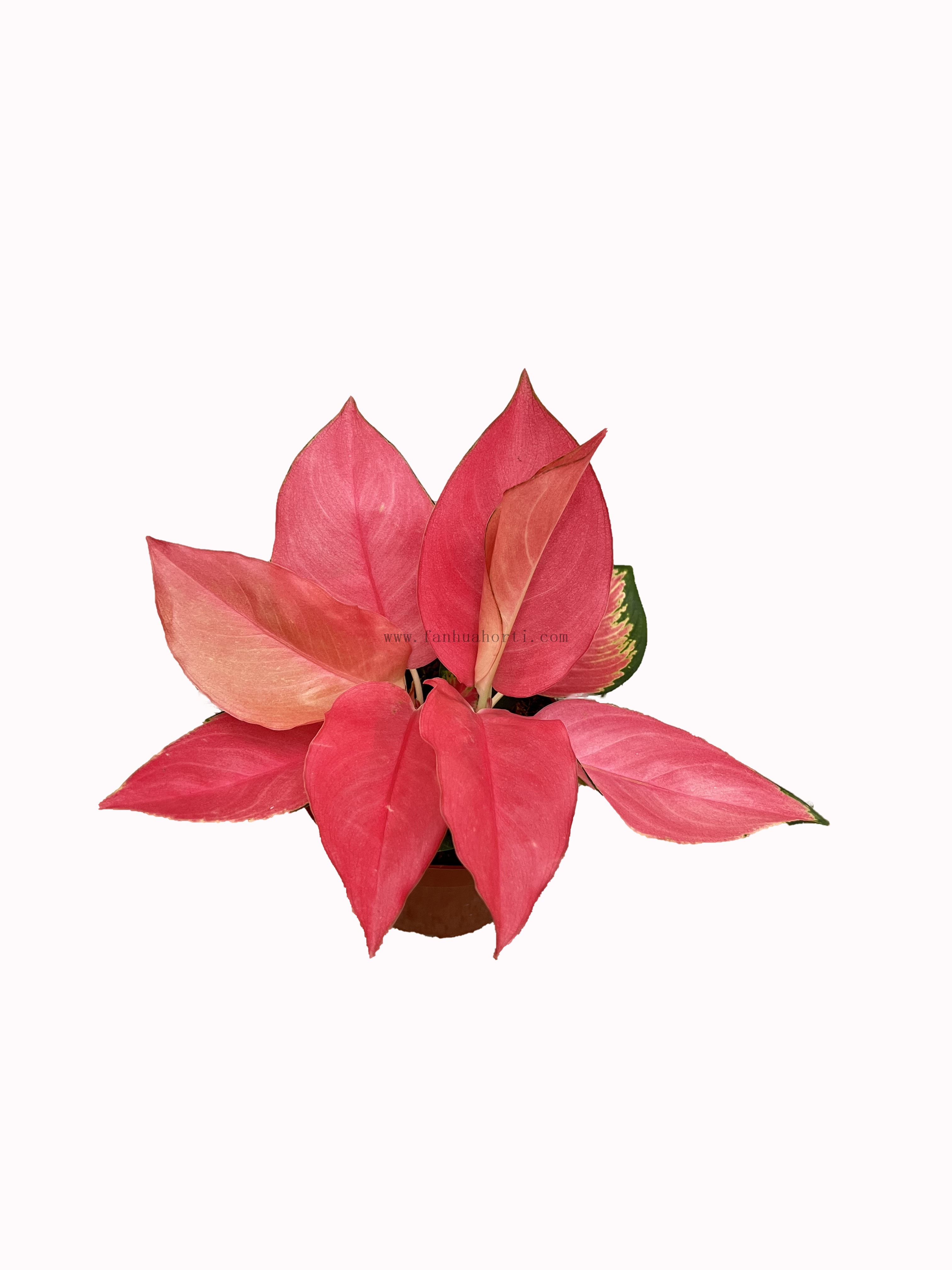 Aglaonema chinese red Chinese Evergreen Plant china red