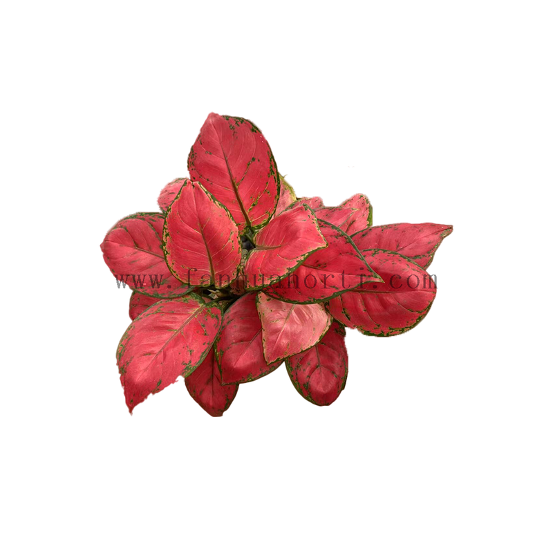 Red Beauty Aglaonema