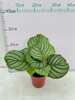 Calathea Orbifolia