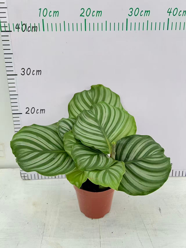 Calathea Orbifolia