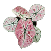 Caladium