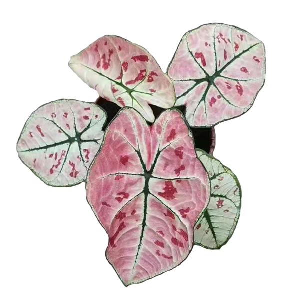 Caladium