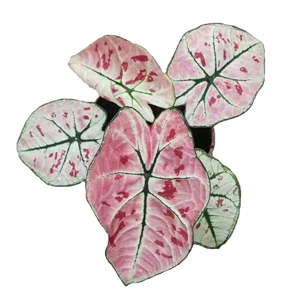 Caladium