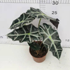 Alocasia