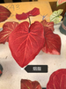 Caladium desert sunset