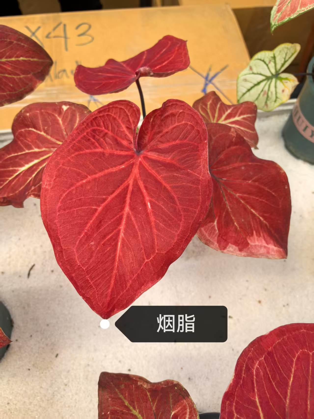 Caladium desert sunset