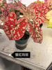 Caladium desert sunset