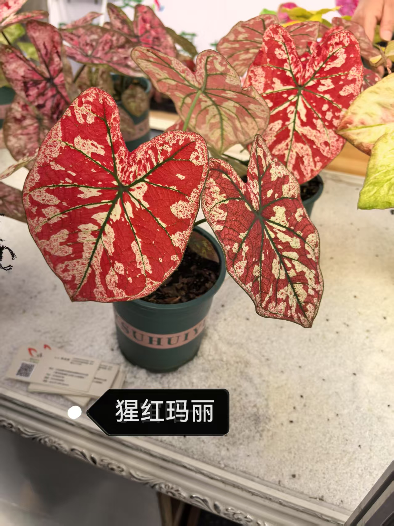 Caladium desert sunset