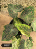 Caladium zhong wuyan pink jelly rice bean like smoke honey